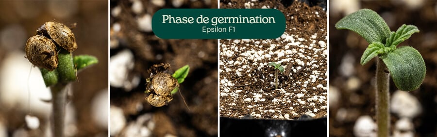 Étapes de germination pour le cannabis Epsilon F1 : une graine avec une racine pivot, une graine avec une racine pivot et des cotylédons, une plantule avec des cotylédons et une tige, et une plantule avec des cotylédons et de vraies feuilles.