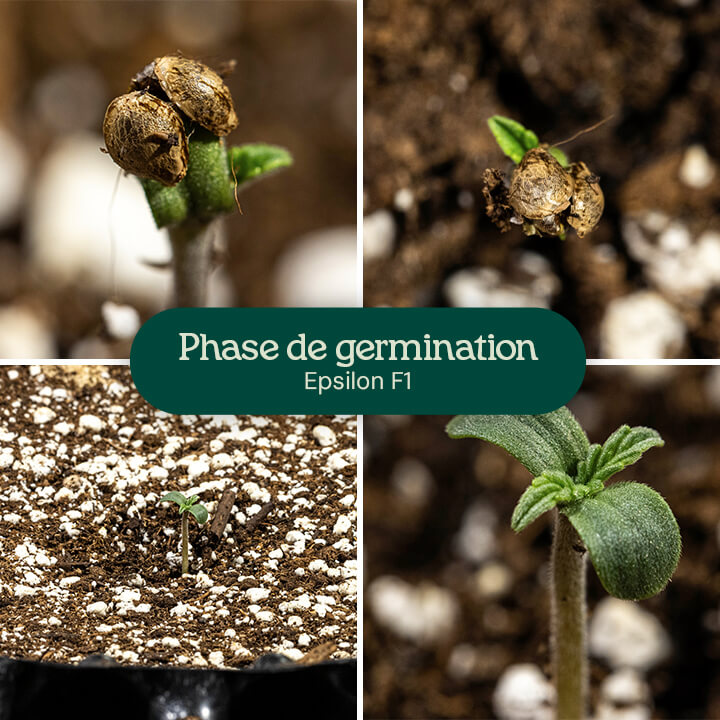 Étapes de germination pour le cannabis Epsilon F1 : une graine avec une racine pivot, une graine avec une racine pivot et des cotylédons, une plantule avec des cotylédons et une tige, et une plantule avec des cotylédons et de vraies feuilles.