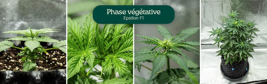 Étapes de croissance du cannabis Epsilon F1 : 1) Plantule avec de vraies feuilles, 2) Plantule avec plusieurs feuilles, 3) Plantule avec une tige, 4) Plante mature avec des branches.