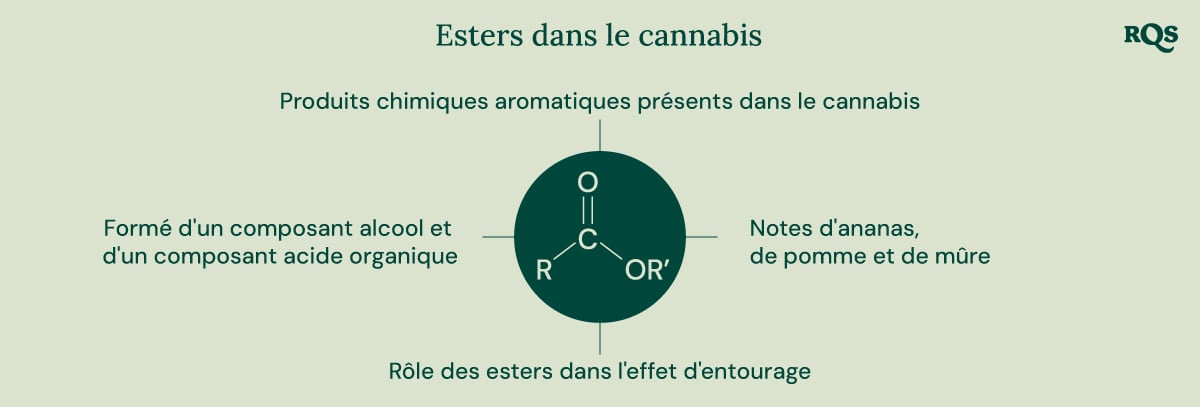 Un diagramme illustrant la structure chimique des esters, leur formation à partir de composants alcooliques et acides organiques, et leur contribution à l'arôme et à l'effet d'entourage du cannabis.