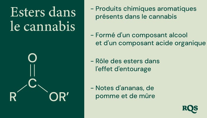 Un diagramme illustrant la structure chimique des esters, leur formation à partir de composants alcooliques et acides organiques, et leur contribution à l'arôme et à l'effet d'entourage du cannabis.