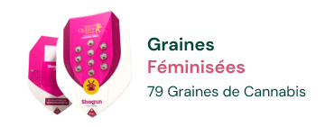 graines-cannabis-fëminisees