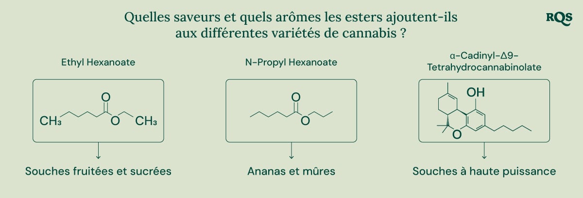 Un diagramme illustrant le rôle des esters dans le cannabis et d'autres sources naturelles. Il met en évidence la structure chimique de certains esters, leurs arômes associés et leur présence dans diverses plantes et animaux.