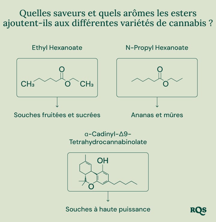 Un diagramme illustrant le rôle des esters dans le cannabis et d'autres sources naturelles. Il met en évidence la structure chimique de certains esters, leurs arômes associés et leur présence dans diverses plantes et animaux.