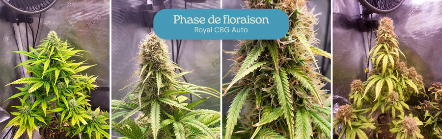 Phase de floraison de la variété de cannabis Royal CBG Auto. Les plantes présentent des têtes denses et givrées avec des feuilles vertes vibrantes, indiquant la maturité et la préparation des fleurs pour la récolte.