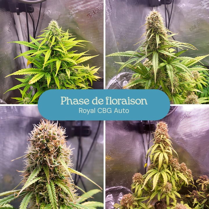 Phase de floraison de la variété de cannabis Royal CBG Auto. Les plantes présentent des têtes denses et givrées avec des feuilles vertes vibrantes, indiquant la maturité et la préparation des fleurs pour la récolte.