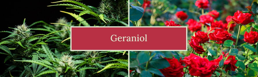 Représentation visuelle du terpène geraniol, mettant en avant son arôme floral sucré et ses avantages potentiels, y compris son rôle dans les variétés de cannabis et divers produits comme les parfums et les agents de nettoyage.