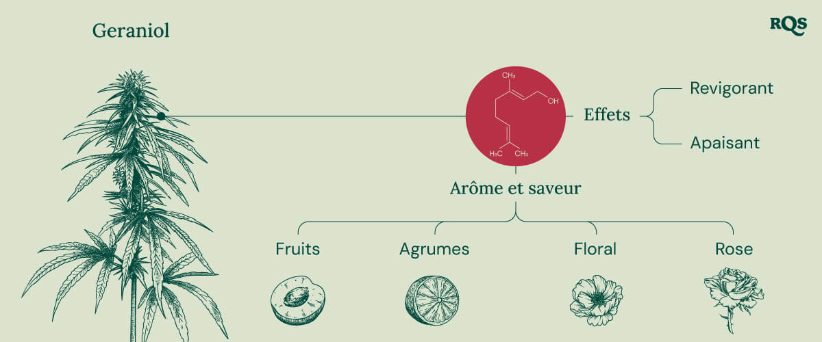 Infographie détaillant les caractéristiques du terpène geraniol, mettant en évidence ses effets apaisants et stimulants, son interaction potentielle avec les récepteurs cannabinoïdes et son rôle dans l'amélioration des effets du THC dans les produits à base de cannabis.