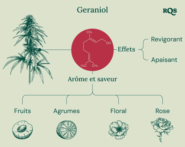 Infographie détaillant les caractéristiques du terpène geraniol, mettant en évidence ses effets apaisants et stimulants, son interaction potentielle avec les récepteurs cannabinoïdes et son rôle dans l'amélioration des effets du THC dans les produits à base de cannabis.