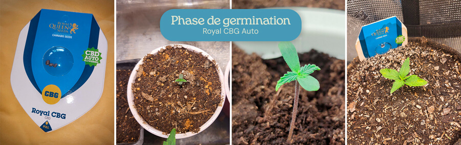 Phase de germination de la variété de cannabis Royal CBG Auto. Les images montrent la progression des graines aux petites plantules émergeant du sol, indiquant une croissance précoce et saine dans le processus de culture.