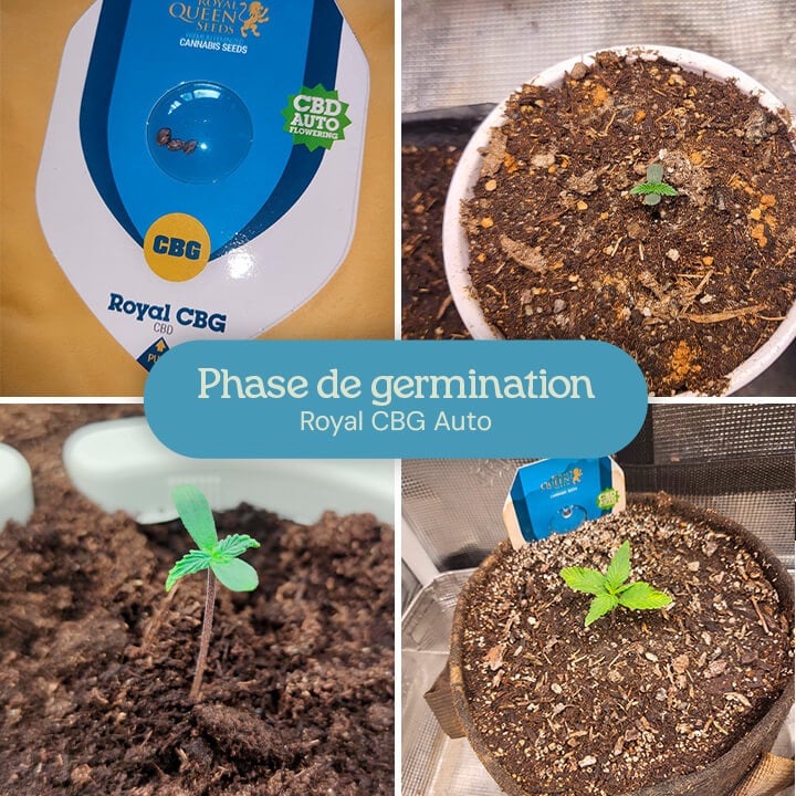 Phase de germination de la variété de cannabis Royal CBG Auto. Les images montrent la progression des graines aux petites plantules émergeant du sol, indiquant une croissance précoce et saine dans le processus de culture.