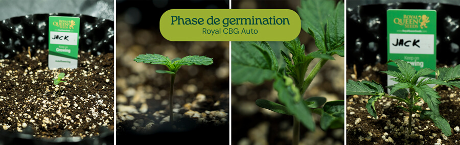 Germination des graines de cannabis : les images montrent les graines de Royal Jack Auto trempant dans l'eau, plantées dans un pot en tissu et en train de germer en jeunes plantules de cannabis.