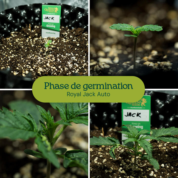 Germination des graines de cannabis : les images montrent les graines de Royal Jack Auto trempant dans l'eau, plantées dans un pot en tissu et en train de germer en jeunes plantules de cannabis.