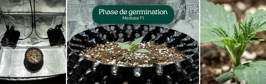 Collage de la germination de Medusa F1 : plantule sous des lampes de croissance, gros plan de premières feuilles vertes, et croissance dans un conteneur noir avec un mélange de terreau et de perlite.