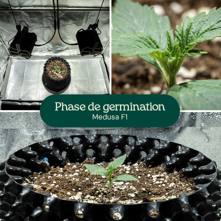 Collage de la germination de Medusa F1 : plantule sous des lampes de croissance, gros plan de premières feuilles vertes, et croissance dans un conteneur noir avec un mélange de terreau et de perlite.