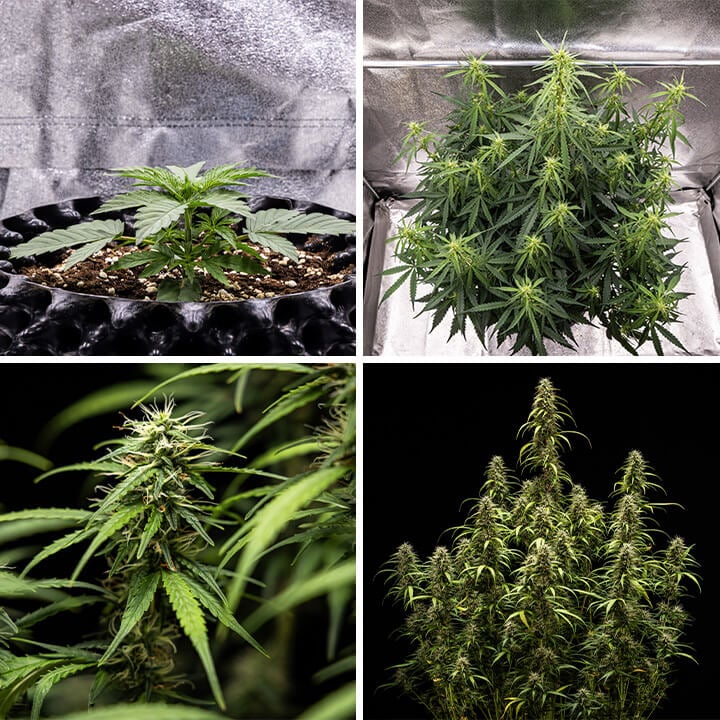 Collage d'images de la variété de cannabis Goat’lato Auto, une puissante autoflorissante de Royal Queen Seeds et Tyson 2.0, présentant une croissance compacte, des têtes violettes et jusqu'à 450 g/m². Idéale pour la culture en intérieur.