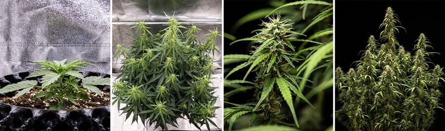 Collage d'images de la variété de cannabis Goat’lato Auto, une puissante autoflorissante de Royal Queen Seeds et Tyson 2.0, présentant une croissance compacte, des têtes violettes et jusqu'à 450 g/m². Idéale pour la culture en intérieur.