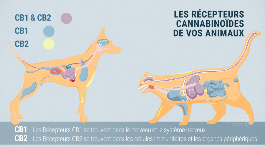 Le Système Endocannabinoïde Des Chiens Et Chats