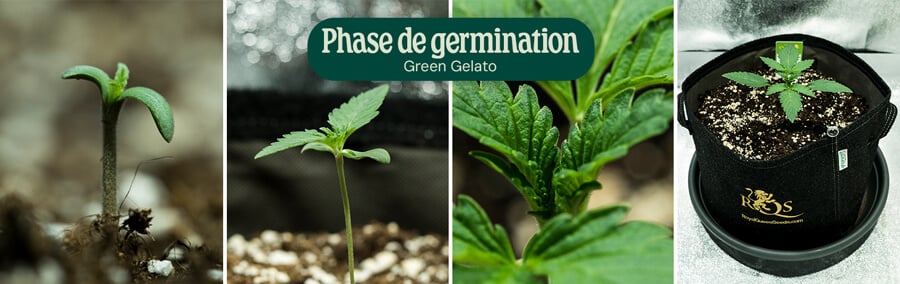 Green Gelato Germination