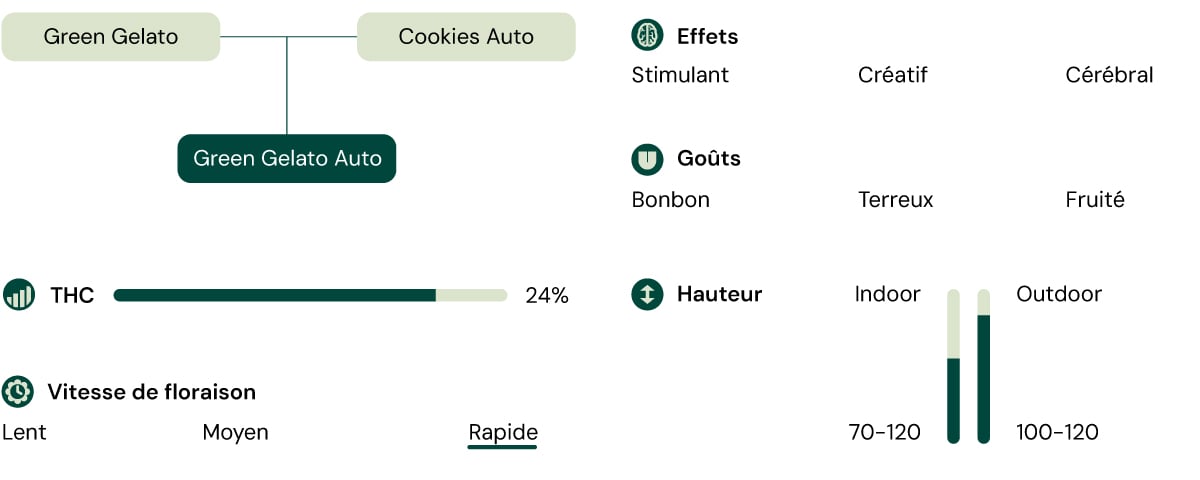 Green Gelato Auro Characteristics