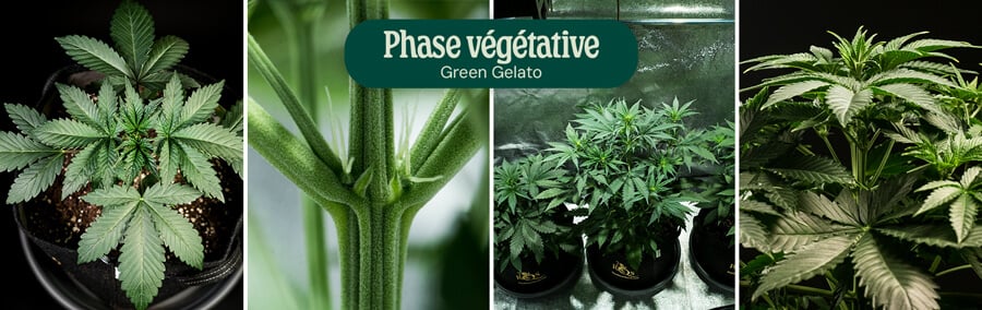 Green Gelato Vegetative Phase