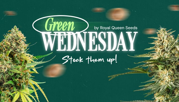 Bannière promotionnelle Green Wednesday 2024 de Royal Queen Seeds avec des bourgeons de cannabis, avec la phrase 'Stockez-les !'