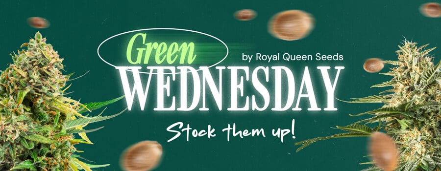 Bannière promotionnelle Green Wednesday 2024 de Royal Queen Seeds avec des bourgeons de cannabis, avec la phrase 'Stockez-les !'