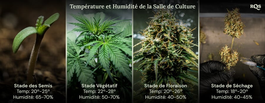 Quatre images montrant les conditions de culture idéales pour les plantes à chaque étape de leur vie, de la germination à la récolte, garantissant une croissance saine et des rendements maximaux.