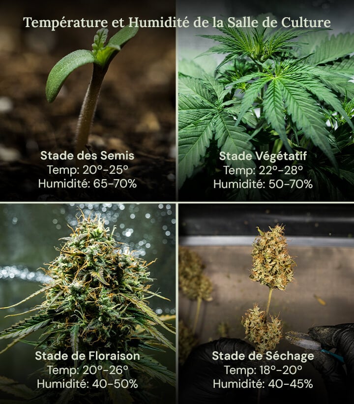 Quatre images montrant les conditions de culture idéales pour les plantes à chaque étape de leur vie, de la germination à la récolte, garantissant une croissance saine et des rendements maximaux.