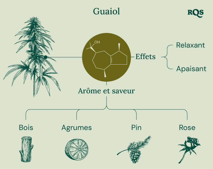 Characteristics of Guaiol Terpene