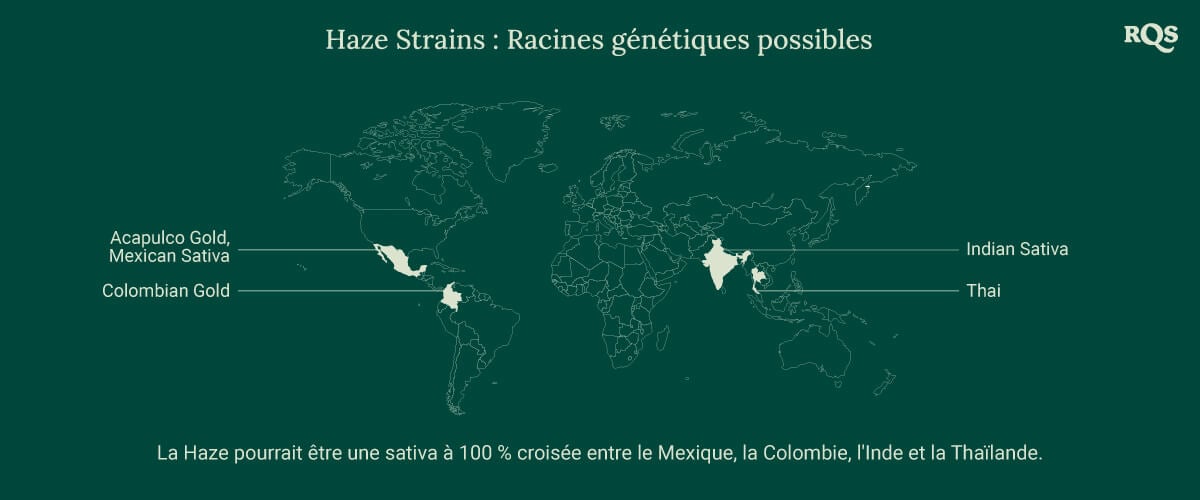 Carte du monde montrant les origines possibles des variétés de cannabis Haze, avec des lignes reliant le Mexique, la Colombie, l'Inde et la Thaïlande à un point central intitulé 