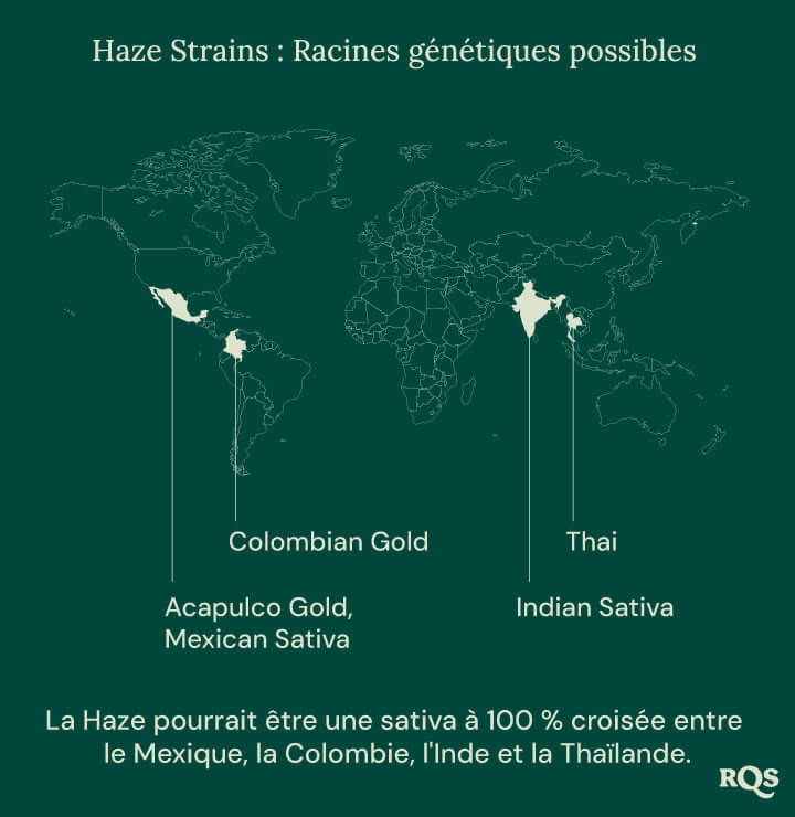 Carte du monde montrant les origines possibles des variétés de cannabis Haze, avec des lignes reliant le Mexique, la Colombie, l'Inde et la Thaïlande à un point central intitulé 