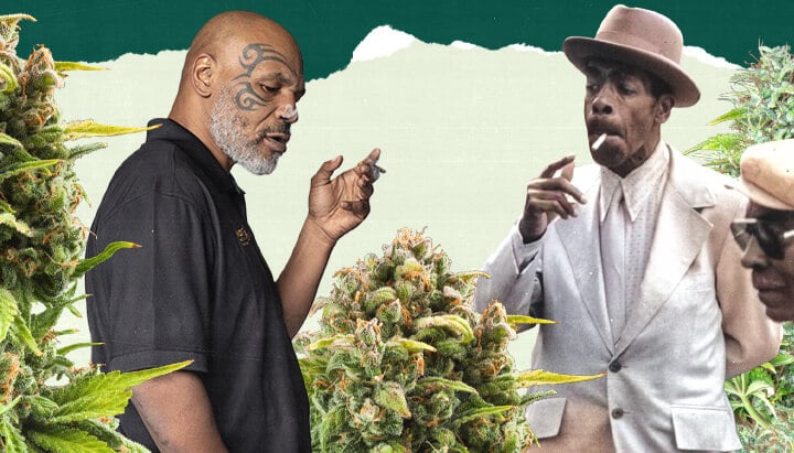 "Une photo de Mike Tyson et une autre personne debout dans un champ luxuriant de cannabis, entourés de hautes plantes vertes, mettant en avant le lien avec la culture du cannabis. "