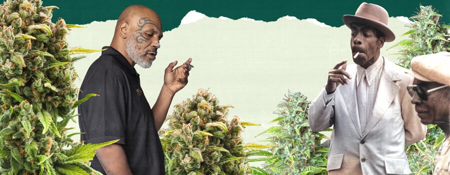 "Une photo de Mike Tyson et une autre personne debout dans un champ luxuriant de cannabis, entourés de hautes plantes vertes, mettant en avant le lien avec la culture du cannabis. "