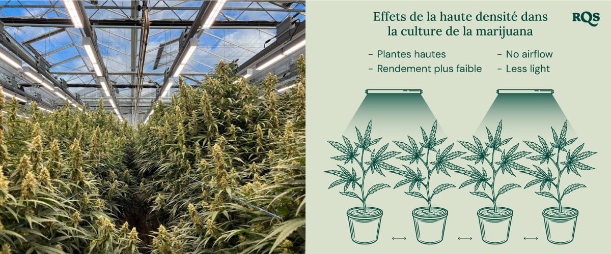 High density in cannabis cultivation