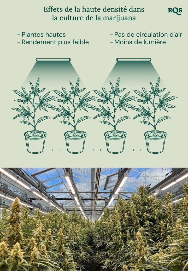 High density in cannabis cultivation