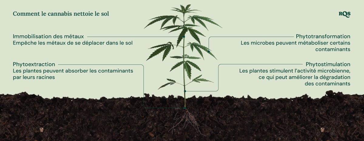 Illustration de comment le cannabis nettoie le sol, en mettant en avant quatre mécanismes : immobilisation des métaux, phytoextraction, phytotransformation et phytostimulation.