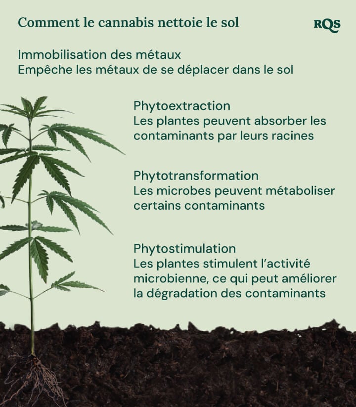 Illustration de comment le cannabis nettoie le sol, en mettant en avant quatre mécanismes : immobilisation des métaux, phytoextraction, phytotransformation et phytostimulation.