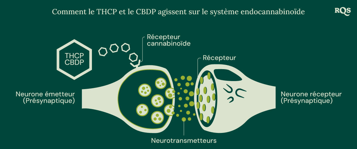 Illustration du THCP et du CBDP interagissant avec le système endocannabinoïde, un réseau essentiel de récepteurs et de neurotransmetteurs qui régule les fonctions corporelles clés.