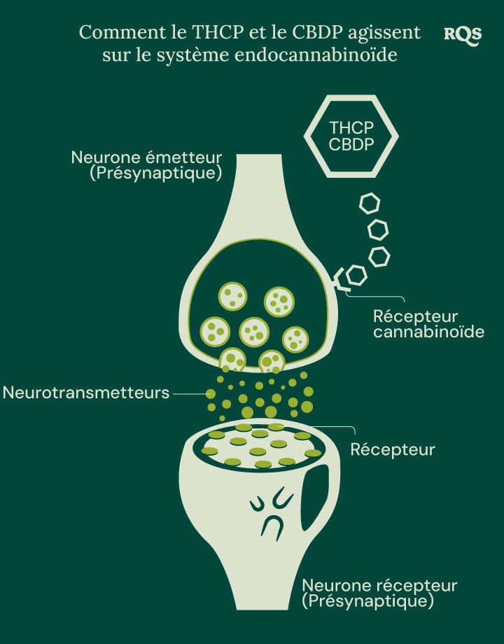 Illustration du THCP et du CBDP interagissant avec le système endocannabinoïde, un réseau essentiel de récepteurs et de neurotransmetteurs qui régule les fonctions corporelles clés.