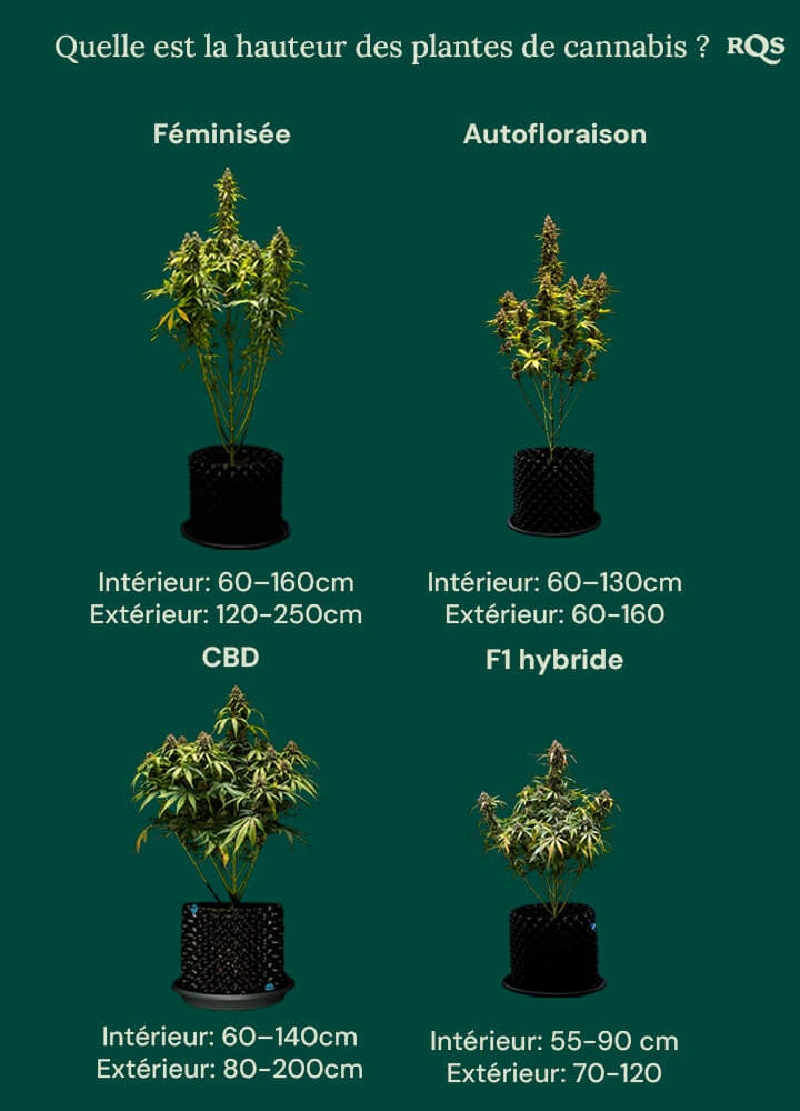 How tall weed plants grow by categories