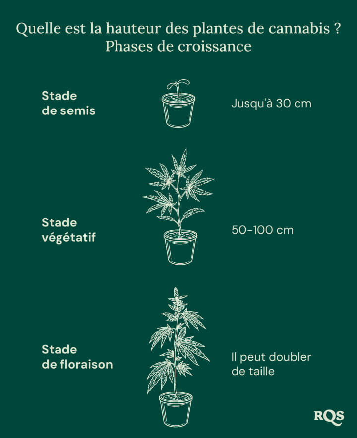 How tall weed plants grow