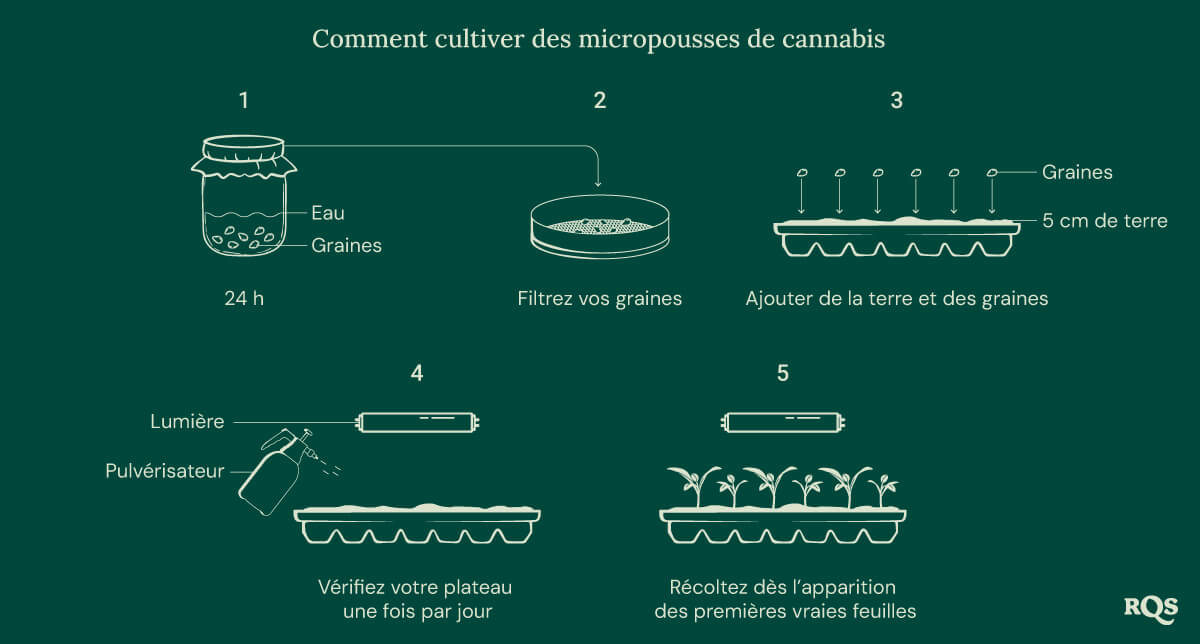 Comment cultiver des micropousses de cannabis