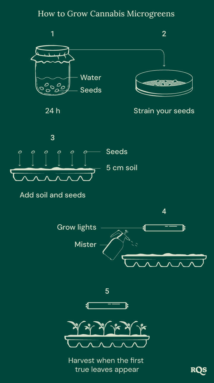 How to grow cannabis microgreens