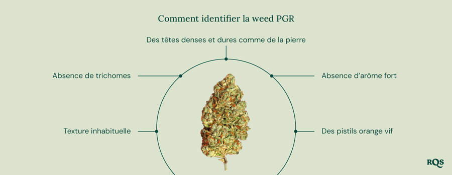 Un guide pour identifier le cannabis avec PGR, listant les caractéristiques clés, avec le logo RQS en bas à droite.