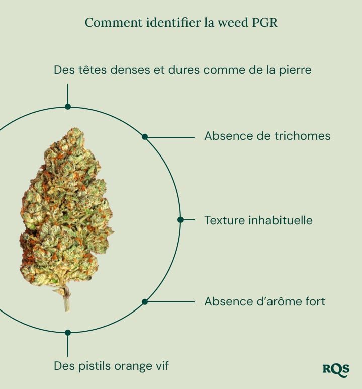 Un guide pour identifier le cannabis avec PGR, listant les caractéristiques clés, avec le logo RQS en bas à droite.