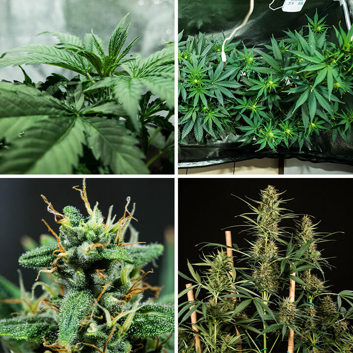 Collage de quatre images montrant le processus de germination des graines de cannabis HulkBerry Auto de Royal Queen Seeds. Ce visuel accompagne des conseils pour démarrer les graines dans des plugs de terre ou des cubes de laine de roche, maintenir des conditions de croissance optimales et préparer une croissance végétative réussie.