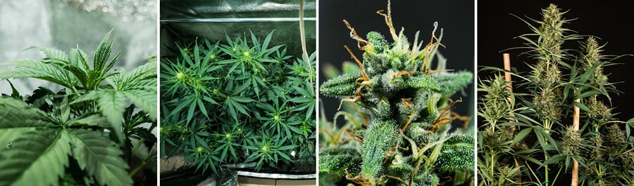 Collage de quatre images montrant le processus de germination des graines de cannabis HulkBerry Auto de Royal Queen Seeds. Ce visuel accompagne des conseils pour démarrer les graines dans des plugs de terre ou des cubes de laine de roche, maintenir des conditions de croissance optimales et préparer une croissance végétative réussie.