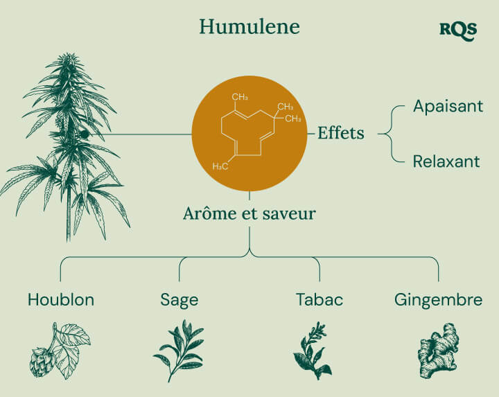 Humulene in cannabis