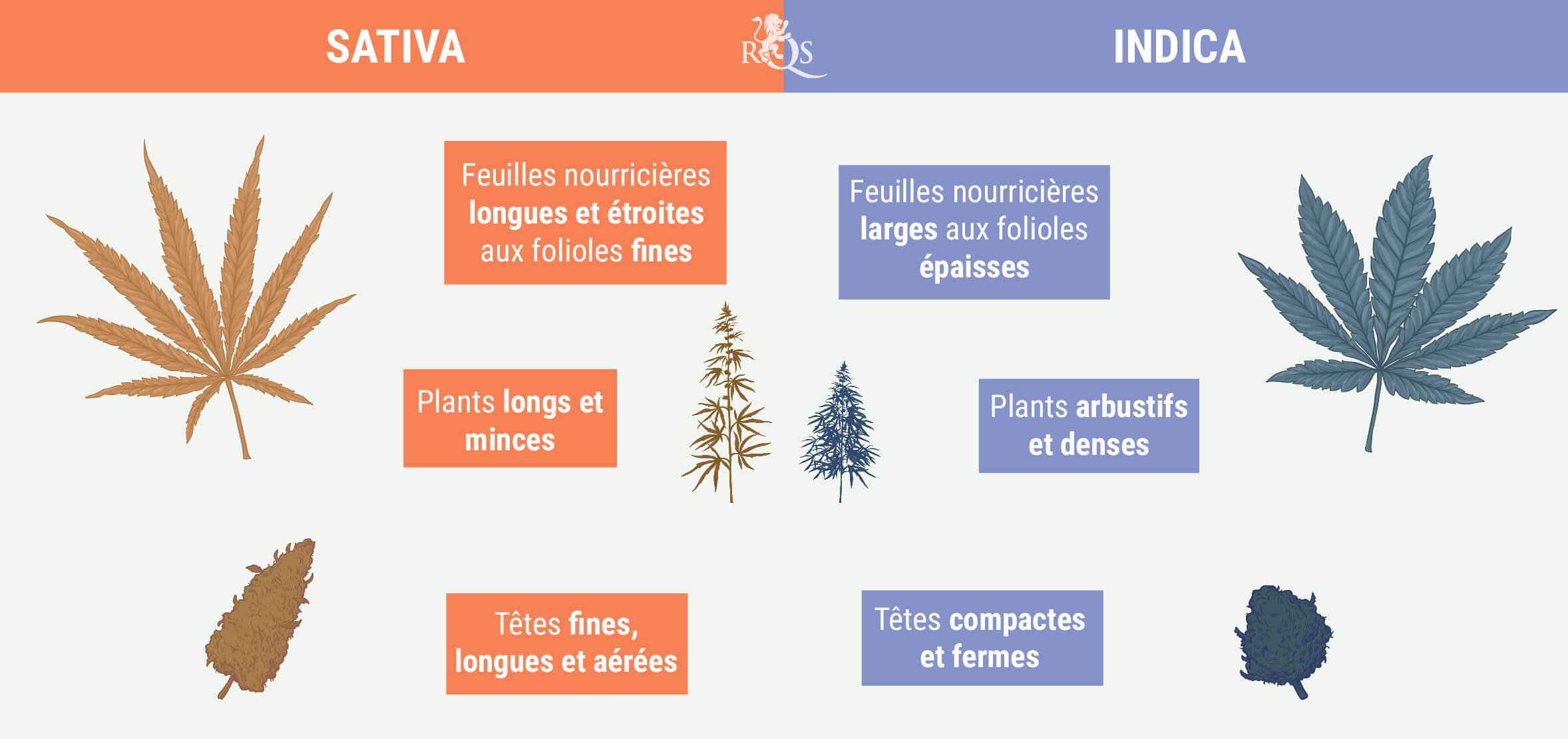 DISTINGUER INDICA ET SATIVA